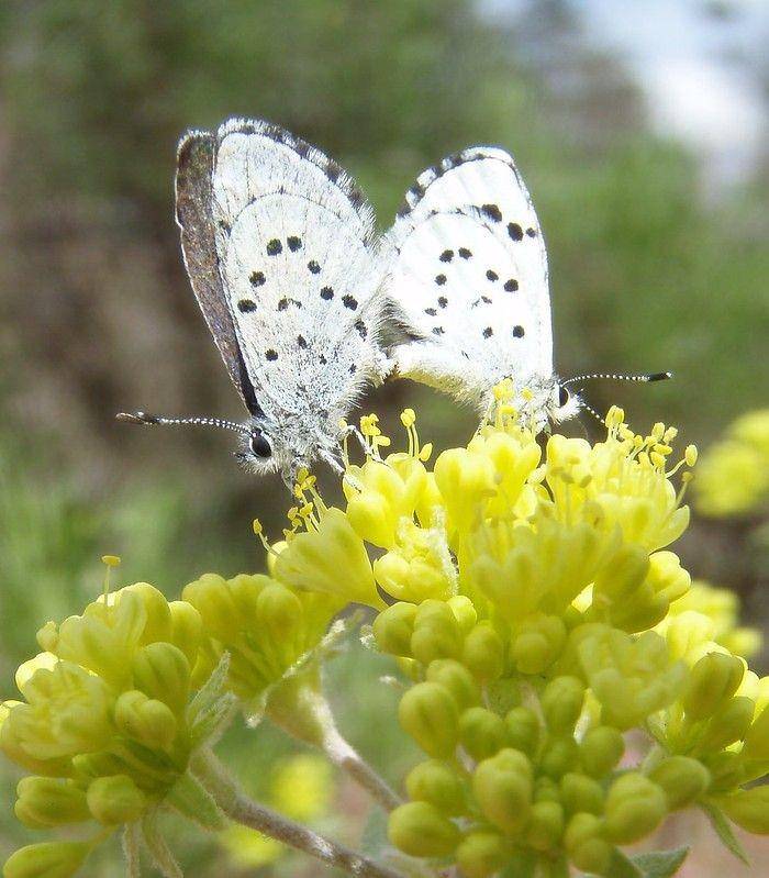 Kupu-kupu Leona's Little Blue (flickr.com/USFWS Pacific Southwest Region)