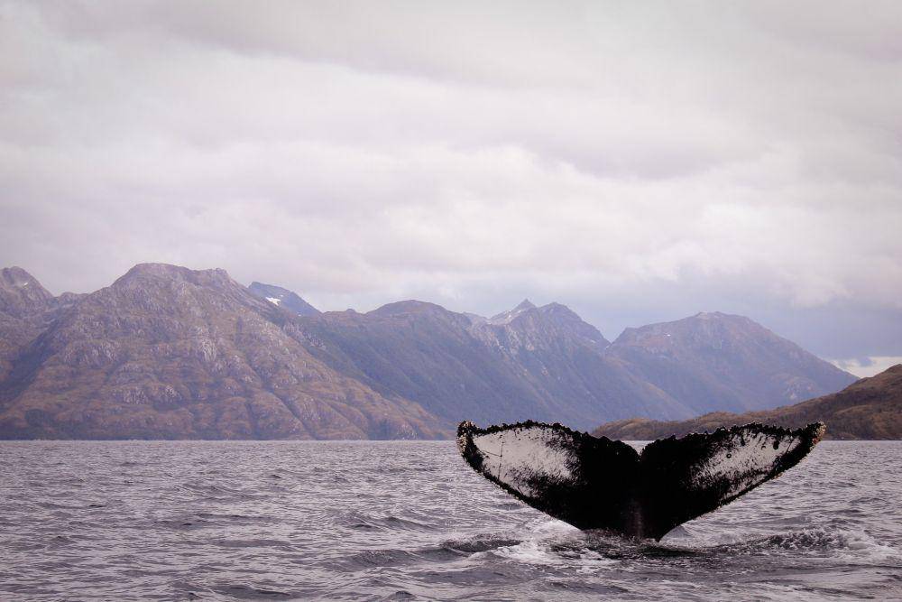 Pemandangan Selat Magellan pada tahun 2020. (Unsplash.com/Delaney Van)