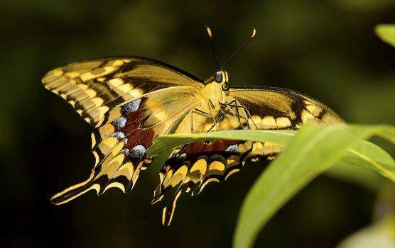 Kupu-kupu Schaus Swallowtail (dok. Butterfly Identification)