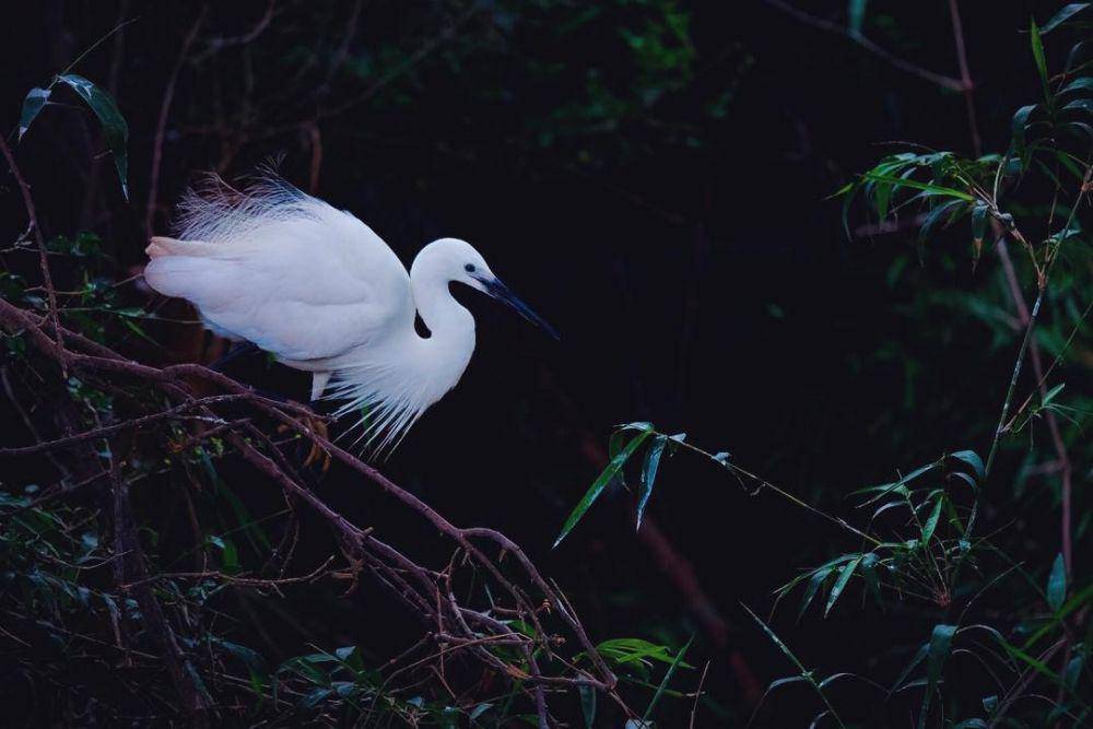 Bang Lang Stork Garden (instagram.com/ferdinandnguyen)