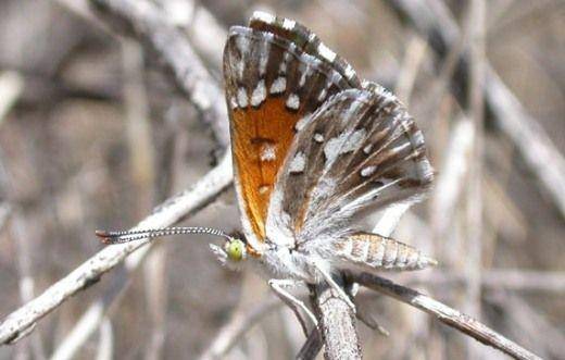 Kupu-kupu Lange's Metalmark (dok. U.S. Fish and Wildlife Service)