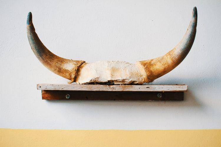 potret tanduk (unsplash.com/Alessandro La Becca)