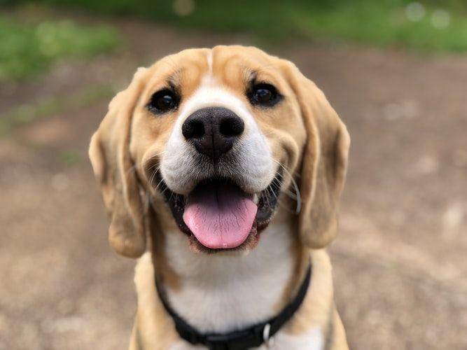 potret hewan anjing (unsplash.com/Marliese Streefland)