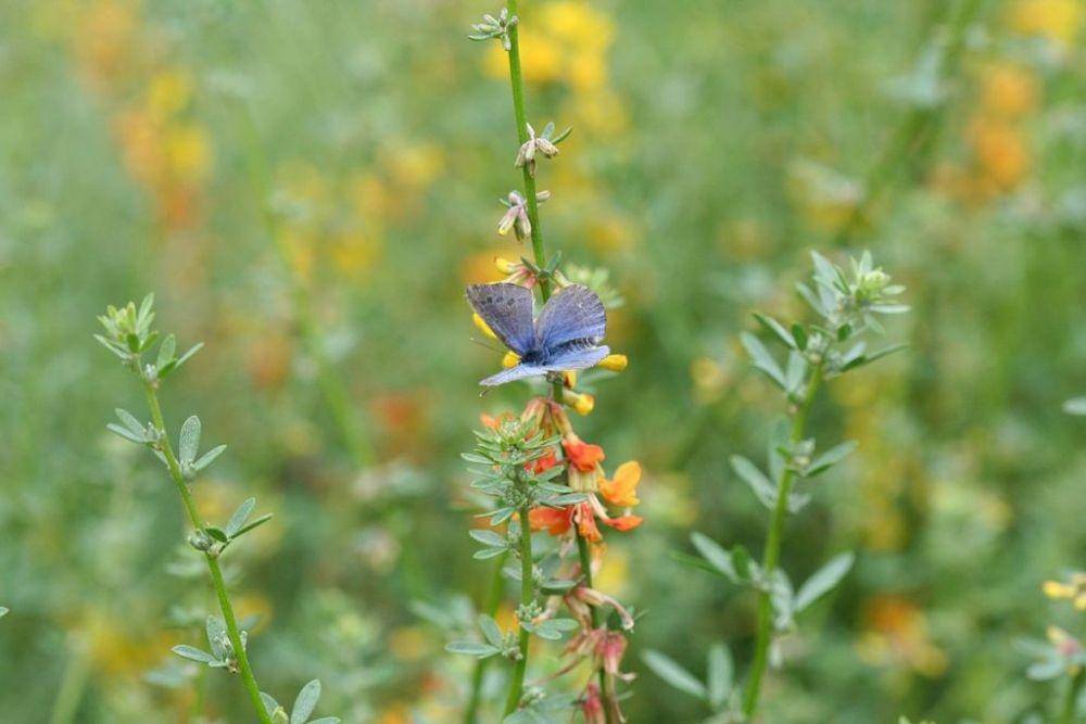 Kupu-kupu Palos Verdes Blue (dok. Biodiversity Atlas of LA)