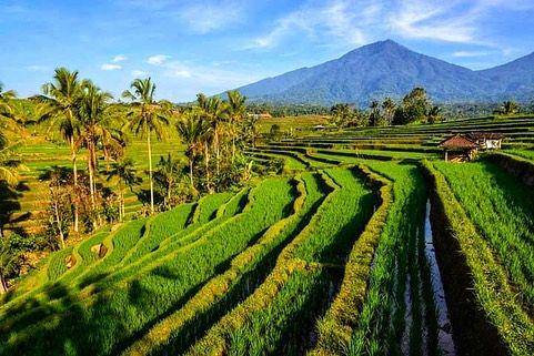 potret terasering Jatiluwih (instagram.com/infojatiluwih)