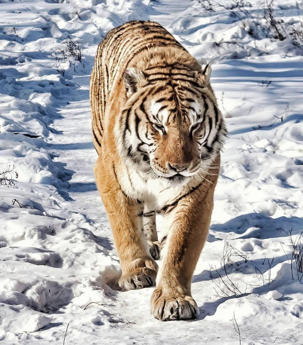 Siberian Tiger Park (instagram.com/amazingshots_nature)
