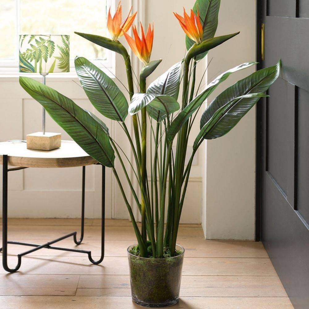 Tanaman Berdaun Lebar untuk Dekorasi Rumah (bloom.uk.com)