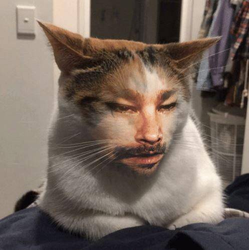kucing pakai filter wajah (me.me)