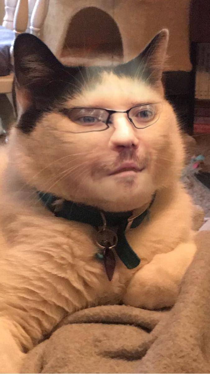kucing pakai filter wajah (brightside.me)