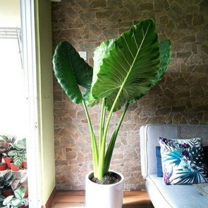 Tanaman Berdaun Lebar untuk Dekorasi Rumah (tokopedia.com/sahabattanie)