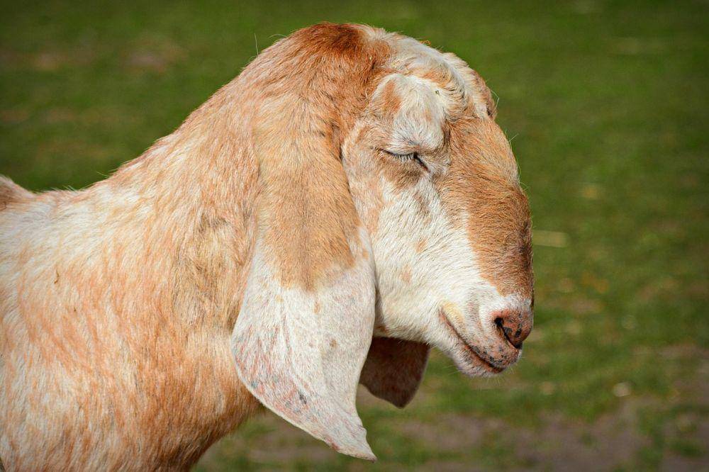 ilustrasi kambing (pixabay.com/MabelAmber)