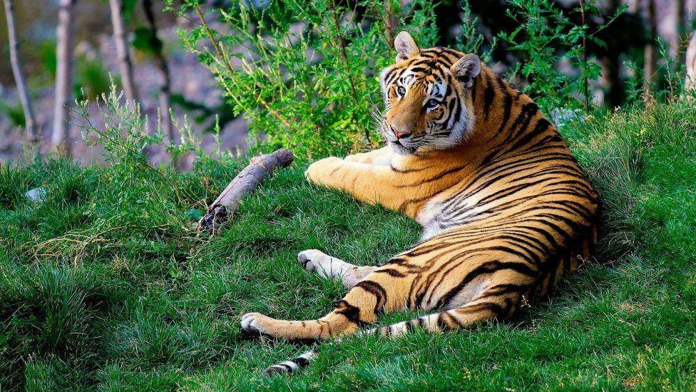 ilustrasi harimau (pixabay.com/free-photos)