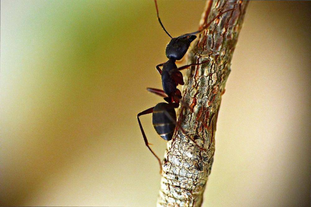 ilustrasi semut hitam (pixabay.com/SandeepHanda)