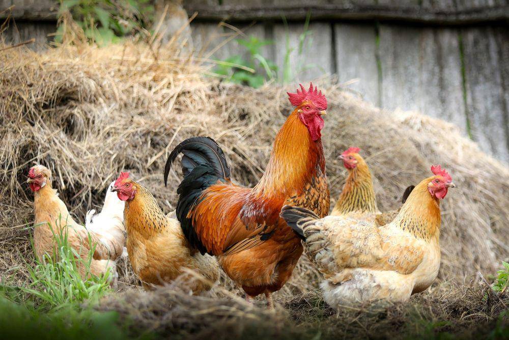 ilustrasi ayam (pixabay.com/Klimkin)