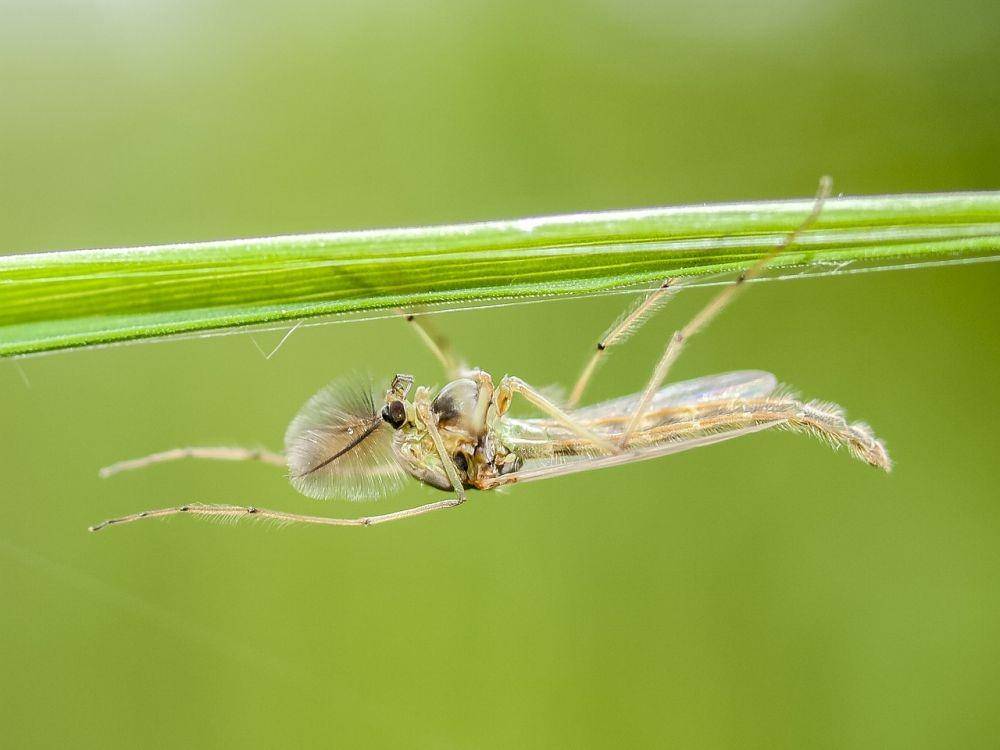 ilustrasi chironomid (pixabay.com/Kathy_Büscher)
