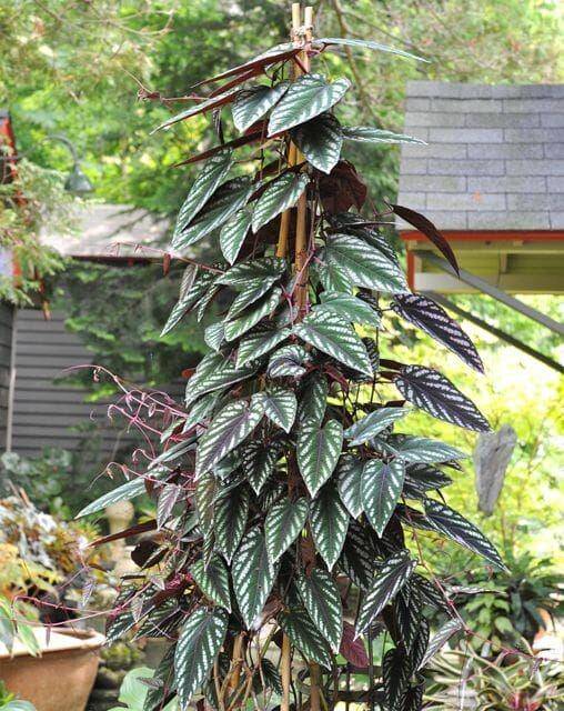 Tanaman Rambat untuk Menghias Balkon dan Teras (awaytogarden.com)