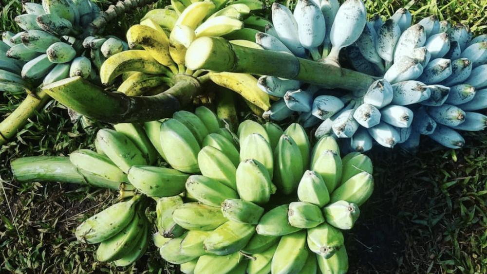 5 Warna Berbeda pada Buah Pisang, Pernah Makan yang Biru?