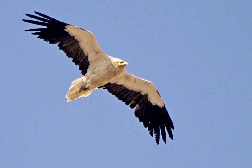 Seekor hering mesir terbang di ketinggian. (commons.wikimedia.org/PJeganathan)
