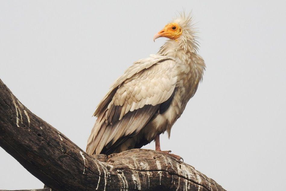 Seekor hering mesir bertengger di dahan pohon. (commons.wikimedia.org/Dr. Raju Kasambe)
