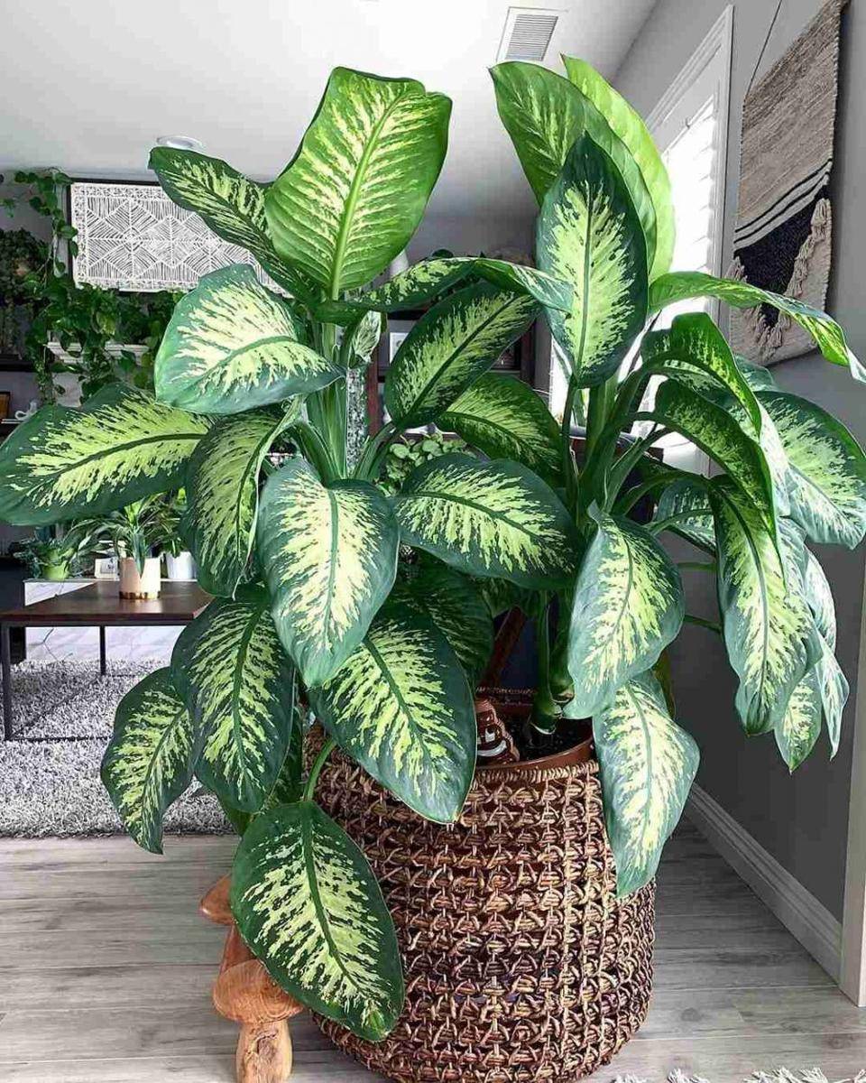 Tanaman Berdaun Lebar untuk Dekorasi Rumah (instagram.com/olivra.houseplants)