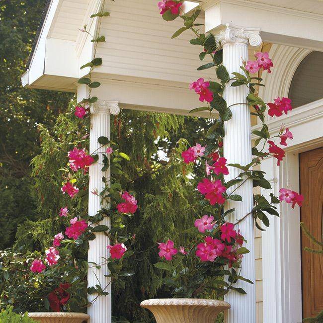 Tanaman Rambat untuk Menghias Balkon dan Teras (gardengatemagazine.com)