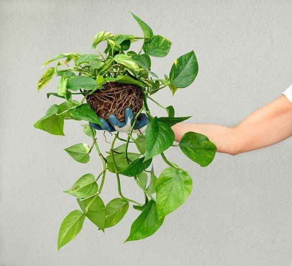 Tanaman Rambat untuk Menghias Balkon dan Teras (mrplantgeek.com)