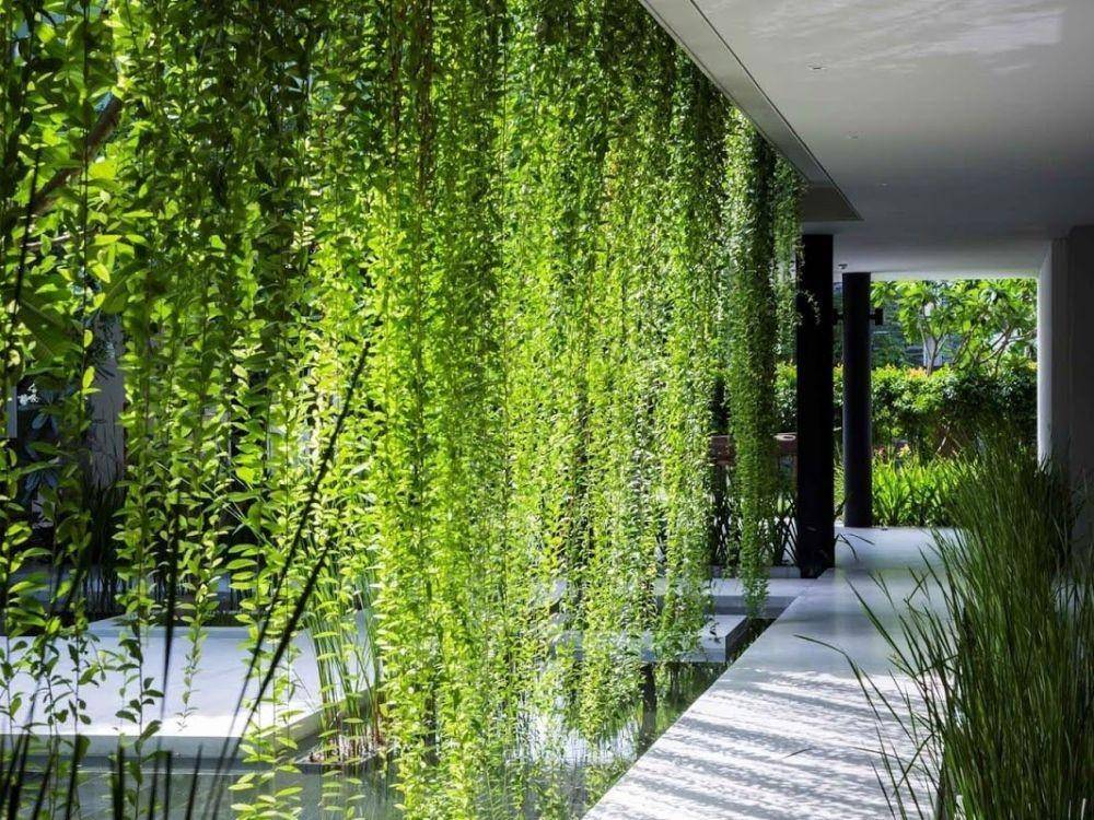 Tanaman Rambat untuk Menghias Balkon dan Teras (dekoruma.com)