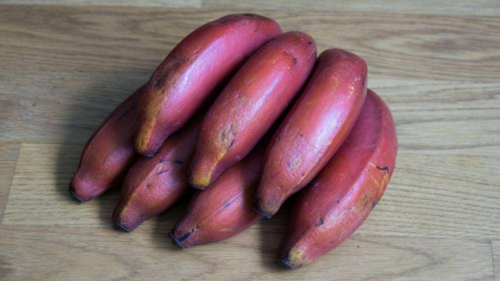 ilustrasi pisang berwarna merah (pixabay.com/monikabaechler)