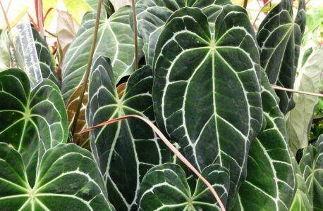 Tanaman Berdaun Lebar untuk Dekorasi Rumah (indoorgardenook.com)
