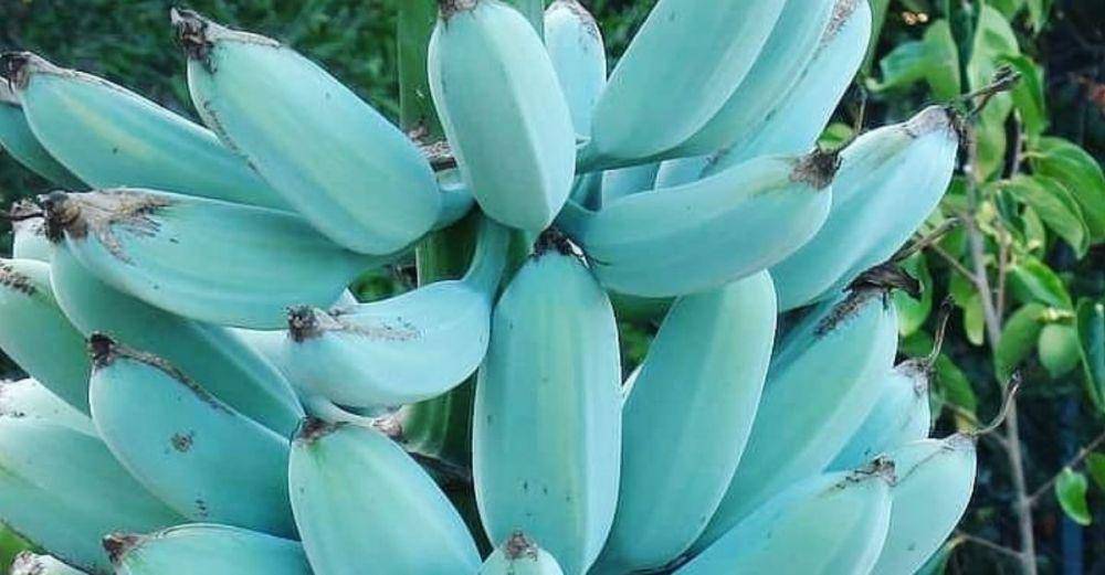 ilustrasi pisang berwarna biru (crafty.diply.com)