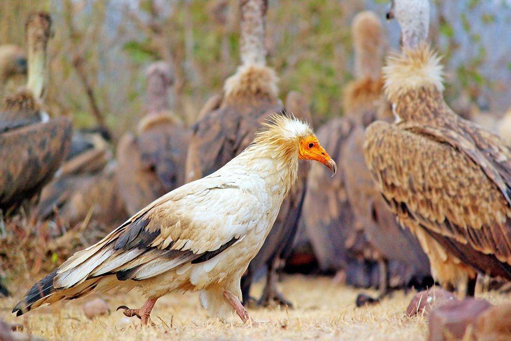 Seekor hering mesir berjalan di antara kelompok burung bangkai berukuran besar. (commons.wikimedia.org/Arindam Aditya)
