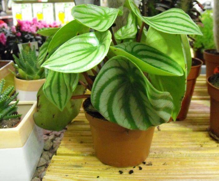 Tanaman Berdaun Lebar untuk Dekorasi Rumah (houseplantsexpert.com)