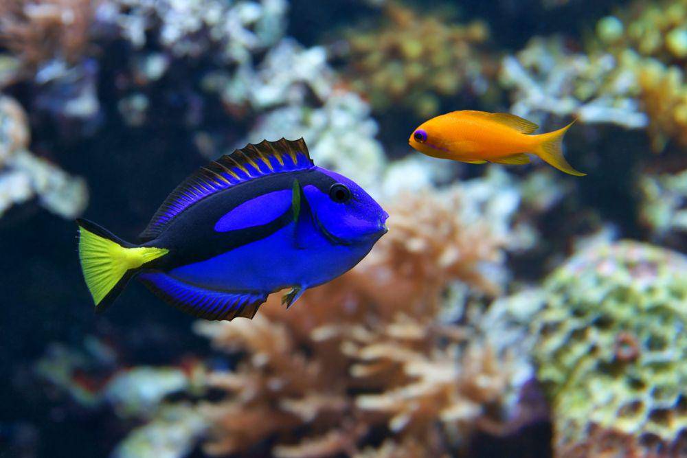 ilustrasi ikan blue tang atau ikan dori (americanoceans.org)
