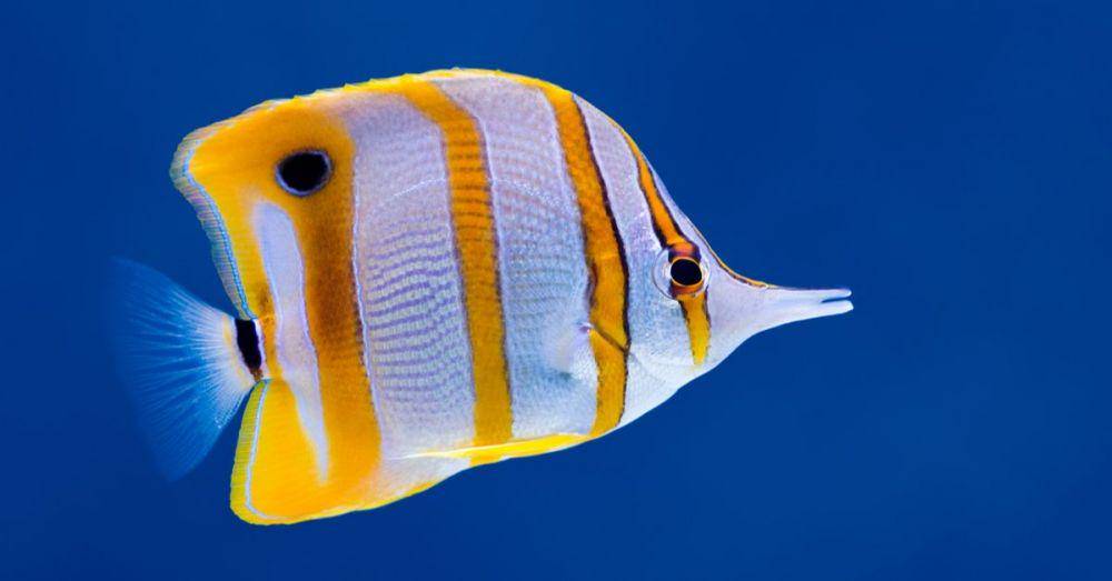 ilustrasi butterfly fish (a-z-animals.com)