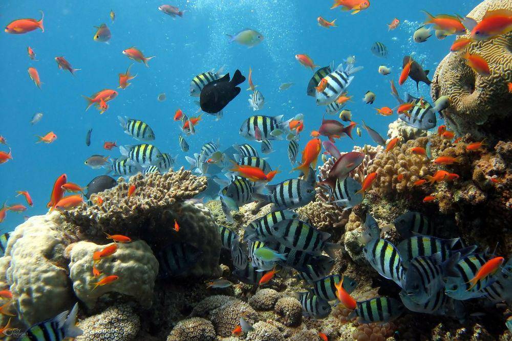 ilustrasi ikan air laut (pixabay.com/visavietnam)