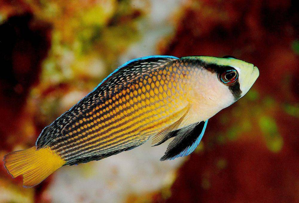 ilustrasi ikan hias air laut dotty fish (en.wikipedia.org)