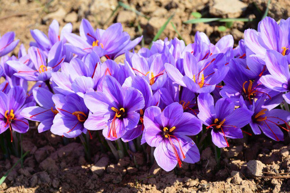 Bunga saffron yang sedang mekar (unsplash.com/Mohammad Amiri)