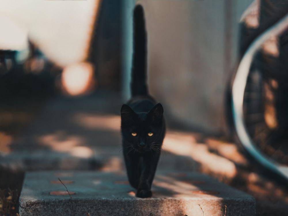 ilustrasi hewan kucing (pexels.com/David Bartus)