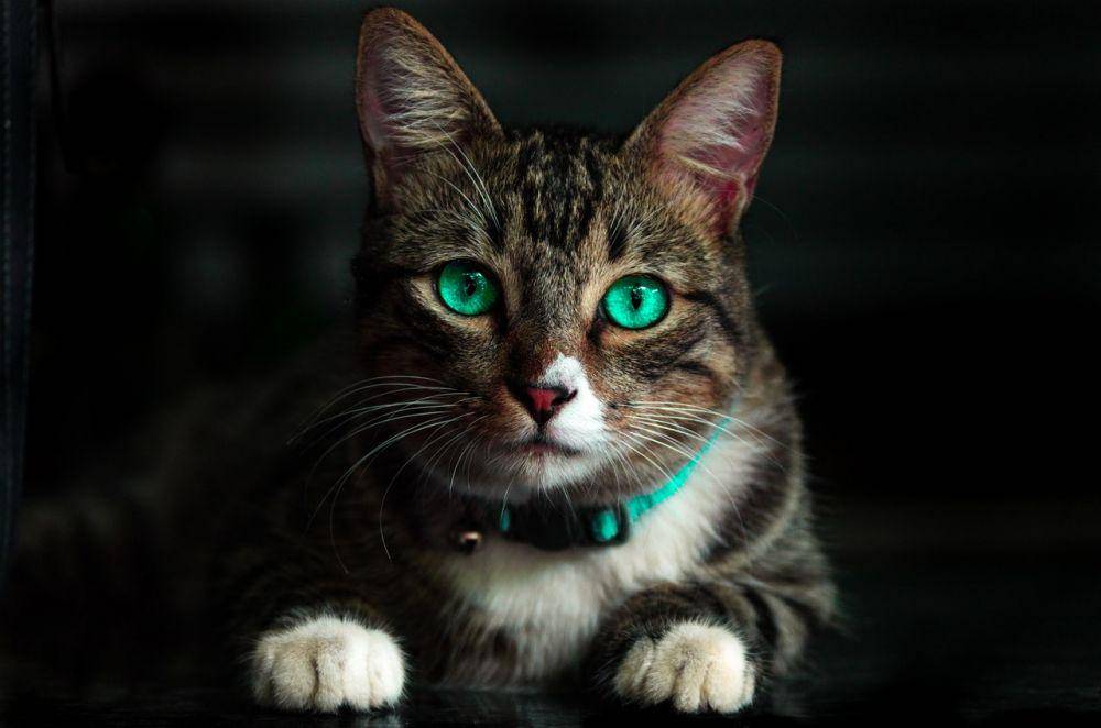 ilustrasi hewan kucing (pexels.com/Kelvin Valerio)