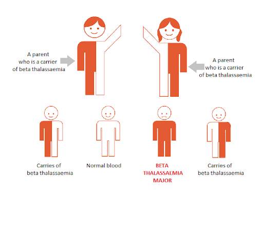ilustrasi perpaduan genetik terbentuknya talasemia beta (llrfindia.org)