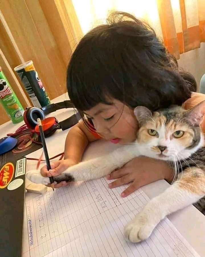 kucing saat mengalami momen sial (instagram.com/kochii_kochii)