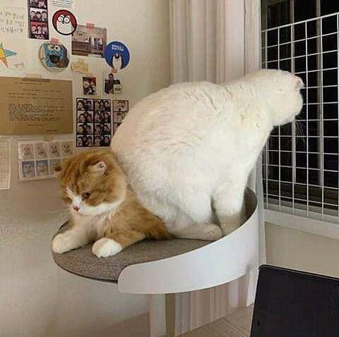 kucing saat mengalami momen sial (instagram.com/gallerysioyen)