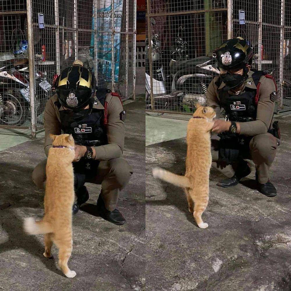 kucing saat mengalami momen sial (instagram.com/kochii_kochii)
