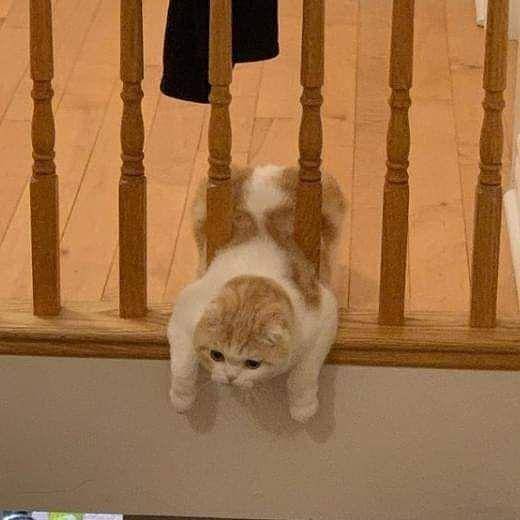 kucing saat mengalami momen sial (instagram.com/gallerysioyen)