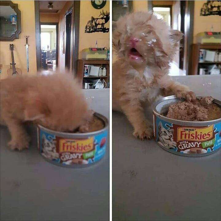 kucing saat mengalami momen sial (instagram.com/sahabat_pecintakucing)