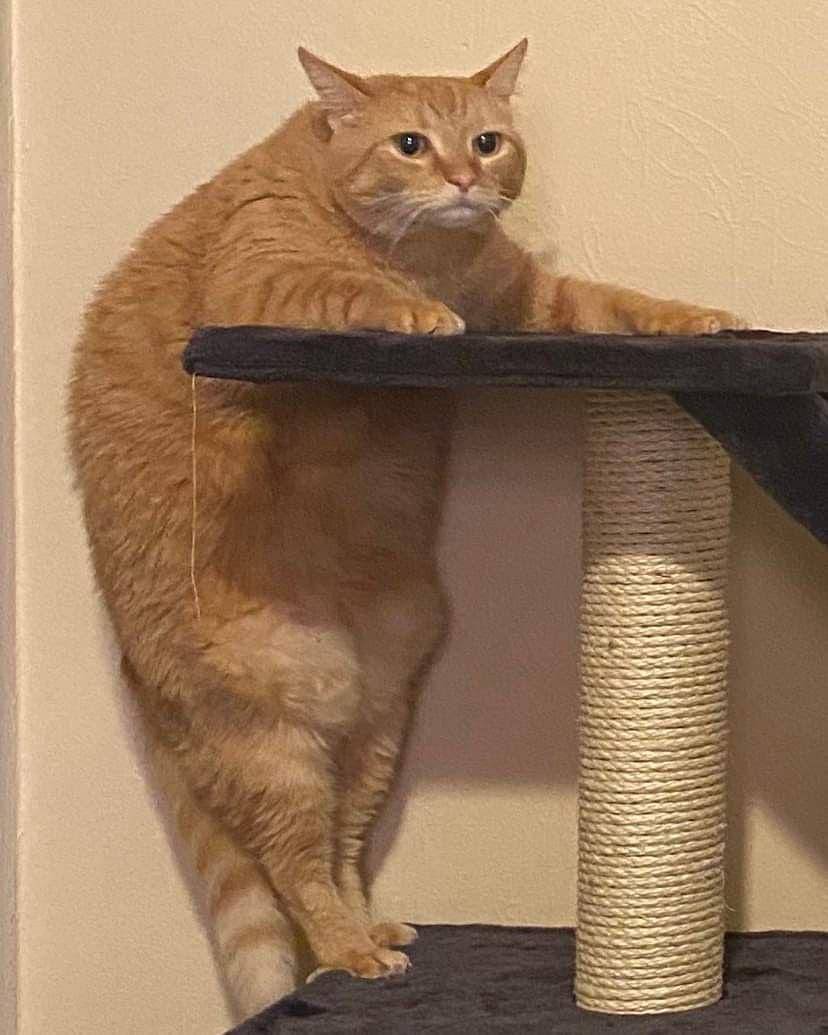 kucing saat mengalami momen sial (instagram.com/instakocheng)