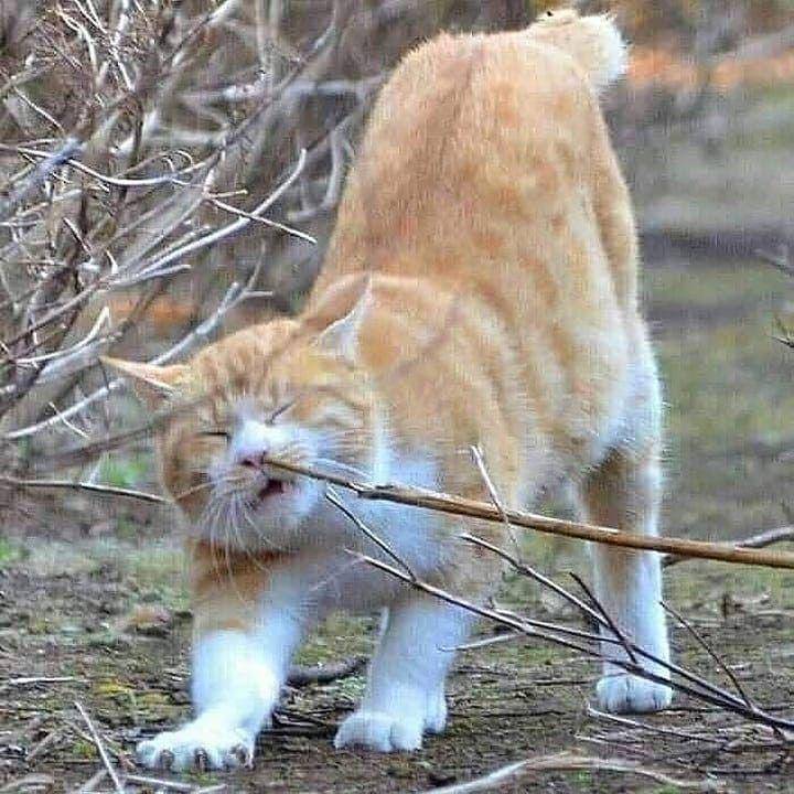 kucing saat mengalami momen sial (instagram.com/pets.catlovers)