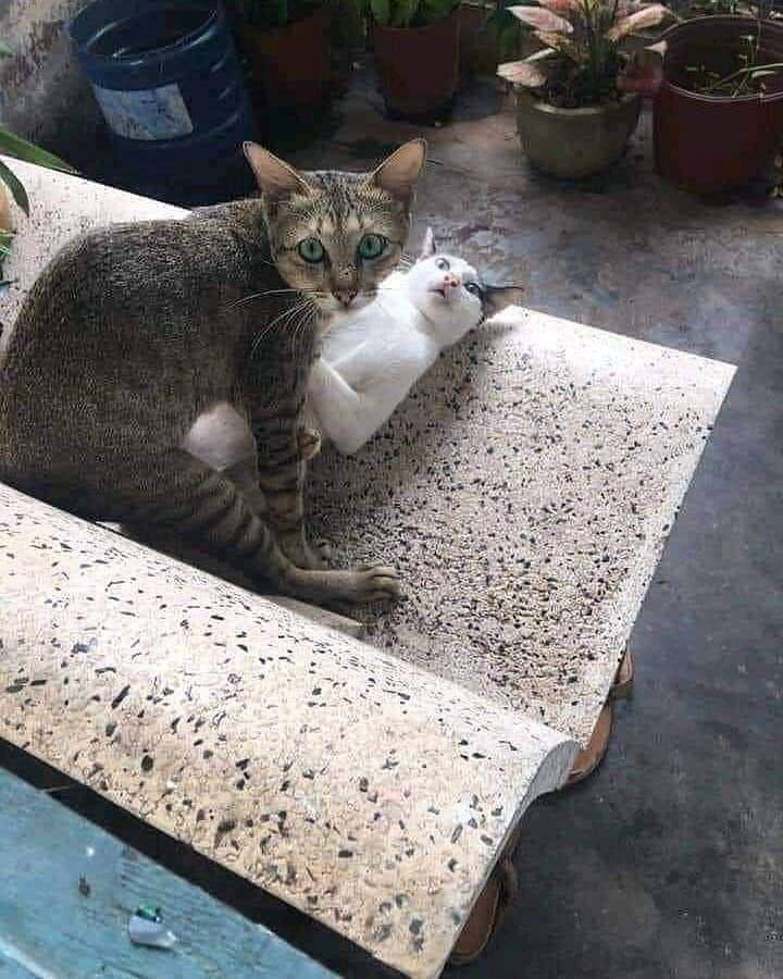 kucing saat mengalami momen sial (instagram.com/insta.kucinglovers)