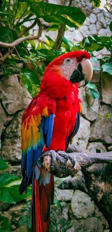 Burung makaw satwa asli Amerika Selatan. Foto unsplash.com/Yorman Tamayo