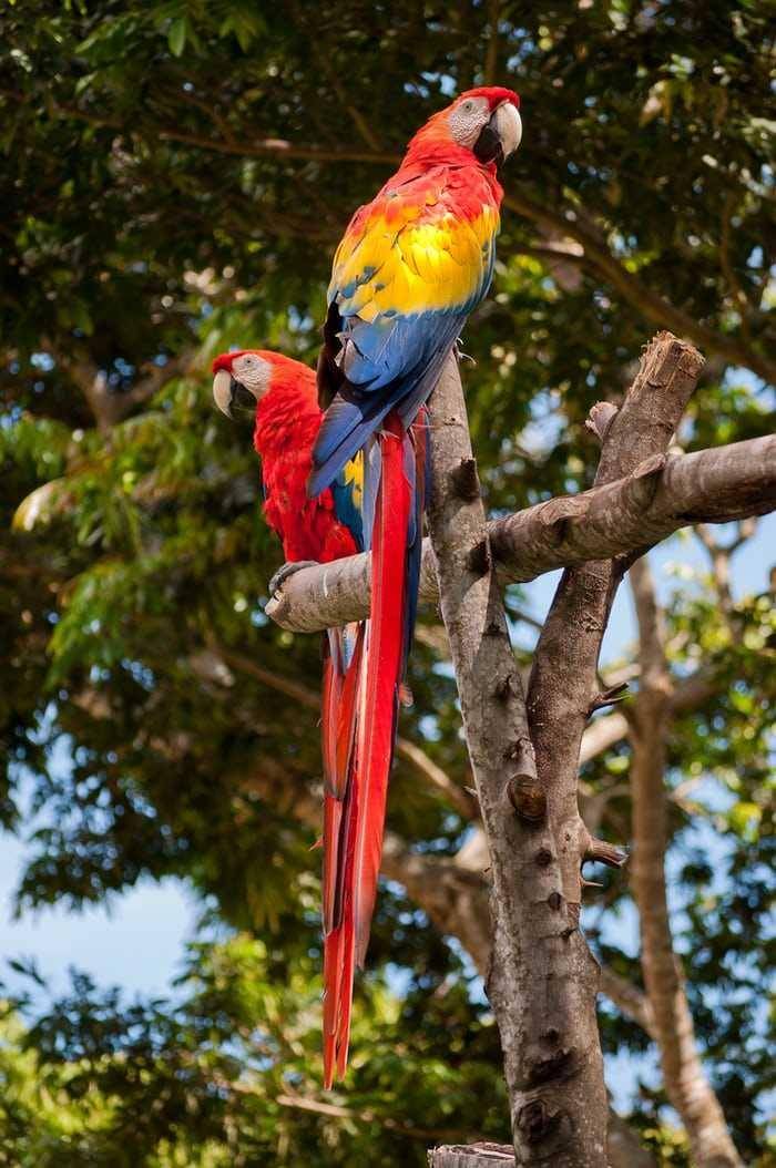Burung makaw satwa asli Amerika Selatan. Foto unsplash.com/Rodrigo Flores